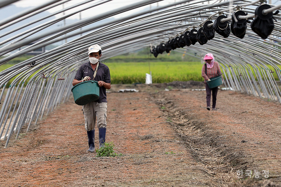 지난 15일 경남 함안군 가야읍 묘사리의 시설하우스에서 농민들이 참외 모종 심기를 앞두고 밭에 비료를 주고 있다. 