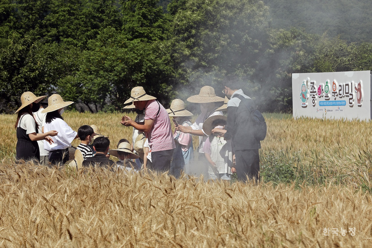 밀알영농조합법인의 ‘토종 우리밀 축제’를 찾은 체험객들이 지난 6월 6일 경남 진주시 금곡면 죽곡리 밀밭에서 밀을 불에 살라 먹는 밀사리 체험을 하고 있다. 한승호 기자