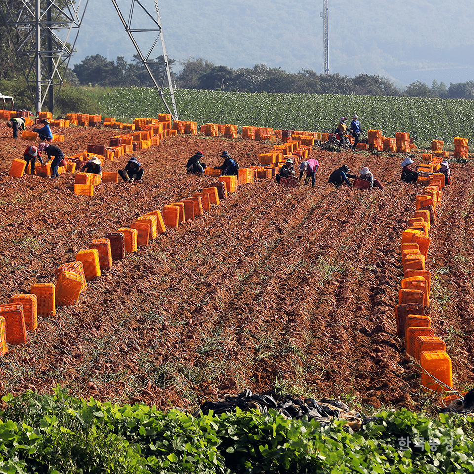 지난달 27일 전북 고창군 공음면 칠암리의 한 비탈진 밭에서 농민들과 외국인노동자 20여명이 황토에서 키운 고구마를 수확하고 있다. 