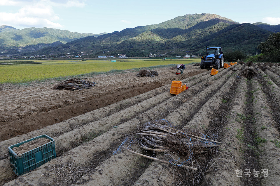 마 농사를 짓는 정유근(65)씨가 내년 봄에 심을 종자용 마를 캐고 있다.