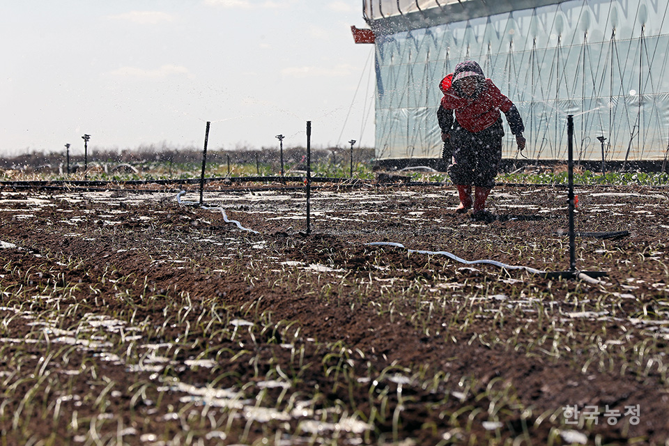 지난 19일 제주도 제주시 한경면 고산리 양파밭에서 한 여성농민이 양파 모종을 덮고 있는 비닐이 바람에 들뜨지 않도록 흙을 덮어주고 있다.