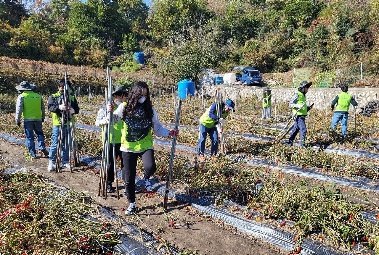 지난 26일 농협경제지주 농산물도매분사 임직원들이 인천 강화 고추농가에서 구슬땀을 흘리고 있다. 농협중앙회 제공