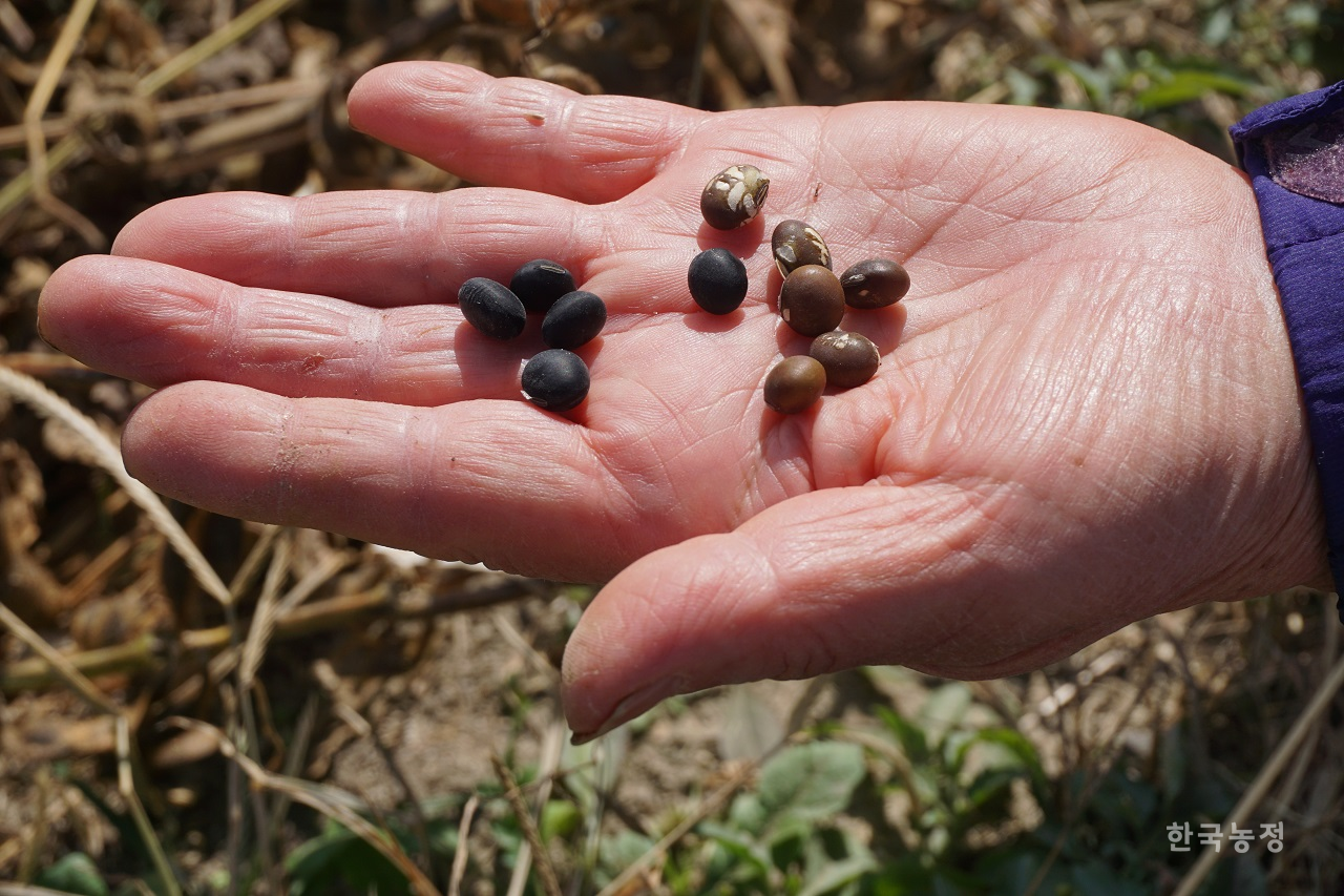 지난 25일 경북 안동시 임하면 농민 고갑연씨가 밭에서 수확한 토종 콩들을 손에 올려 보여주고 있다. 검은색 콩이 서리태, 갈색에 흰무늬가 있는 콩이 아주까리밤콩이다.