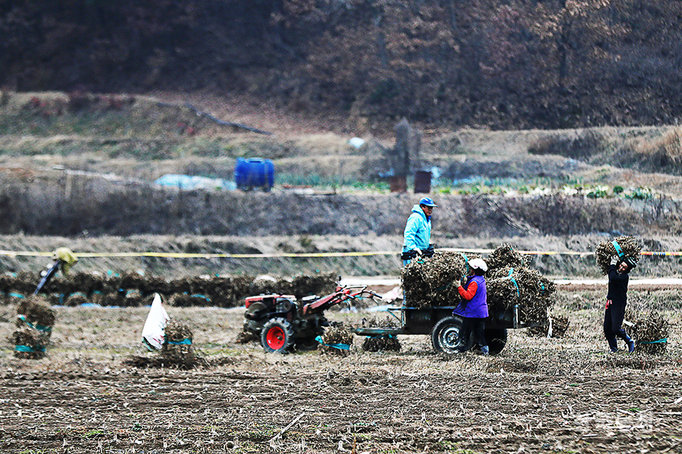 지난 22일 강원 홍천군 서면 길곡리 들녘에서 농민들이 탈곡을 앞두고 전해진 비 소식에 말려둔 콩대를 경운기로 옮겨 싣고 있다. 