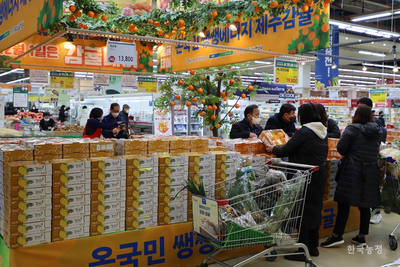 ‘감귤데이’인 12월 1일 서울 서초구 양재동 하나로마트에서 소비자들이 제주감귤을 구매하고 있다.