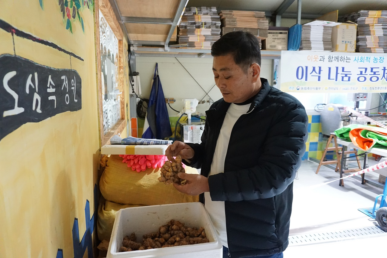 김용환 진도군 농촌신활력플러스사업 추진단장이 농장에서 최근 수확한 울금을 살펴보고 있다. 김 단장은 진도에 귀농해 친환경 울금 농사를 8년째 짓고 있다.