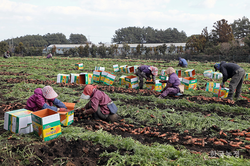 지난 3일 제주도 제주시 구좌읍 종달리의 당근밭에서 농민들이 겨우내 자란 당근을 수확해 상자에 담고 있다. 
