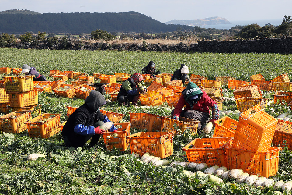 외국인노동자들이 여성농민들이 손질한 무를 상자에 담고 있다.
