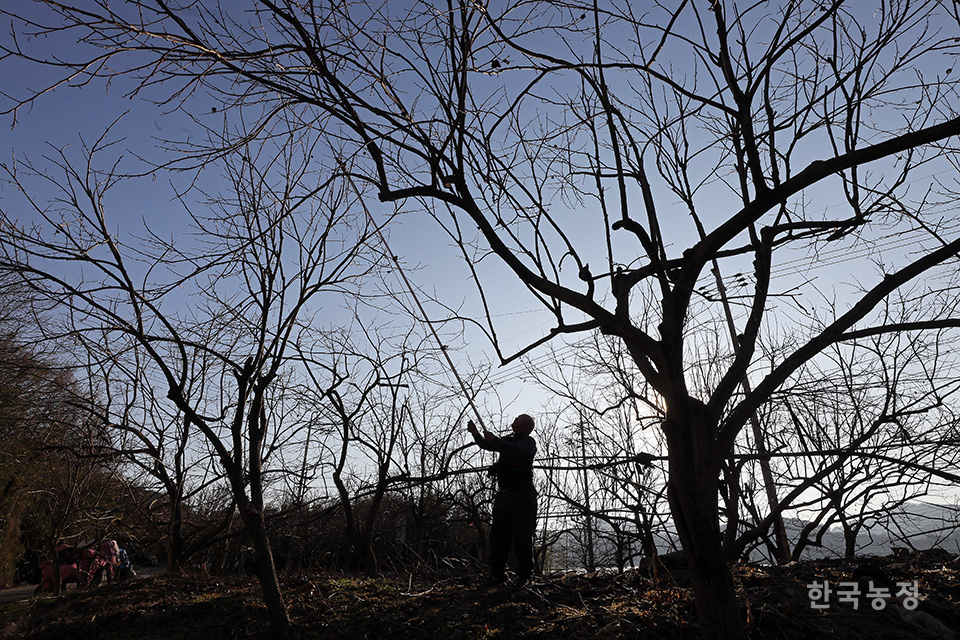 5일 오후 경남 하동군 적량면 동산리 감나무밭에서 한 농민이 석양을 등지고 가지치기를 하고 있다. 
