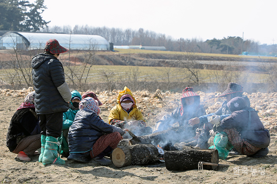 지난 22일 충남 서산시 장동의 한 들녘에서 겨우내 키운 냉이 수확에 나선 여성농민들이 모닥불 앞에 모여 추위에 움츠렸던 몸을 녹이고 있다.