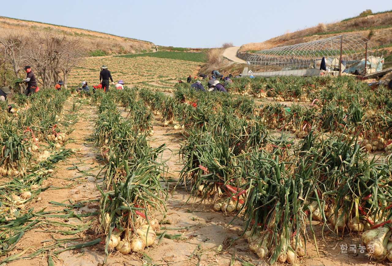 지난 7일 전라남도 고흥군 금산면 대흥리 일원의 조생양파 밭에서 수확작업이 진행되고 있다.