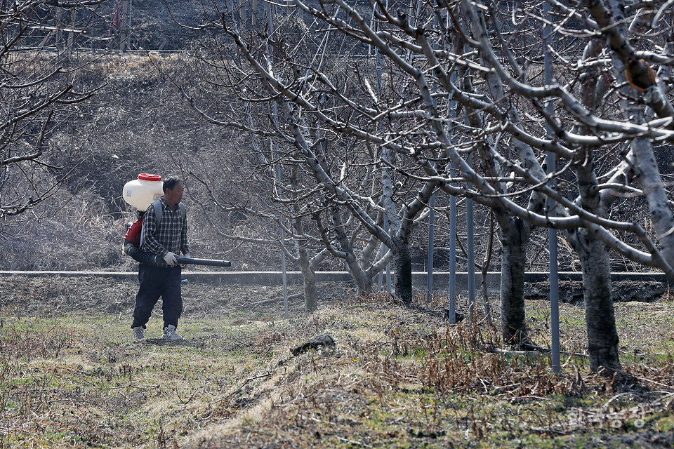 지난 6일 경북 청도군 금천면 소천리의 한 복숭아밭에서 장수용(70)씨가 칼슘유황비료를 주고 있다.
