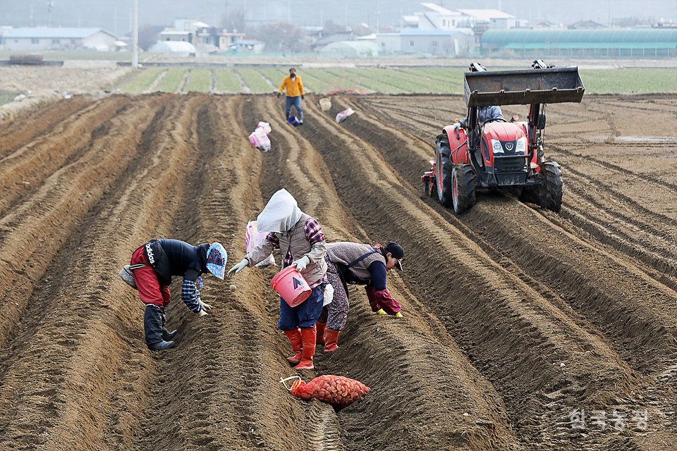 지난 7일 경북 고령군 쌍림면 송림리의 감자밭에서 농민들이 6월 초에 수확할 감자를 심고 있다.