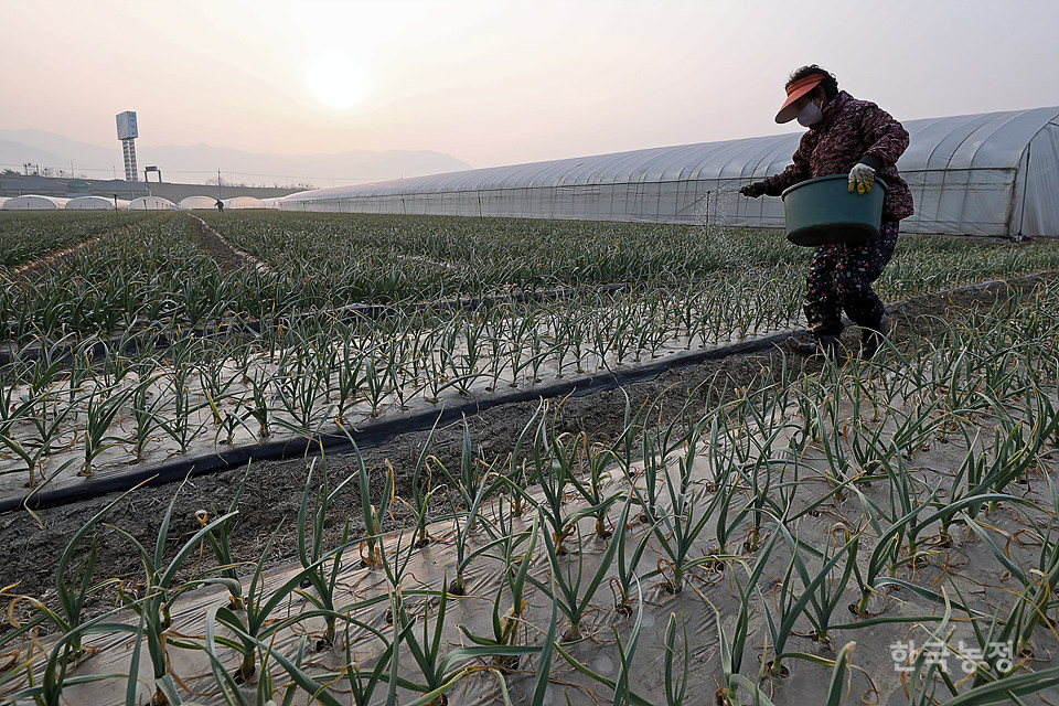 지난 7일 경북 고령군 개진면 옥산리의 마늘밭에서 한 여성농민이 비료를 주고 있다.