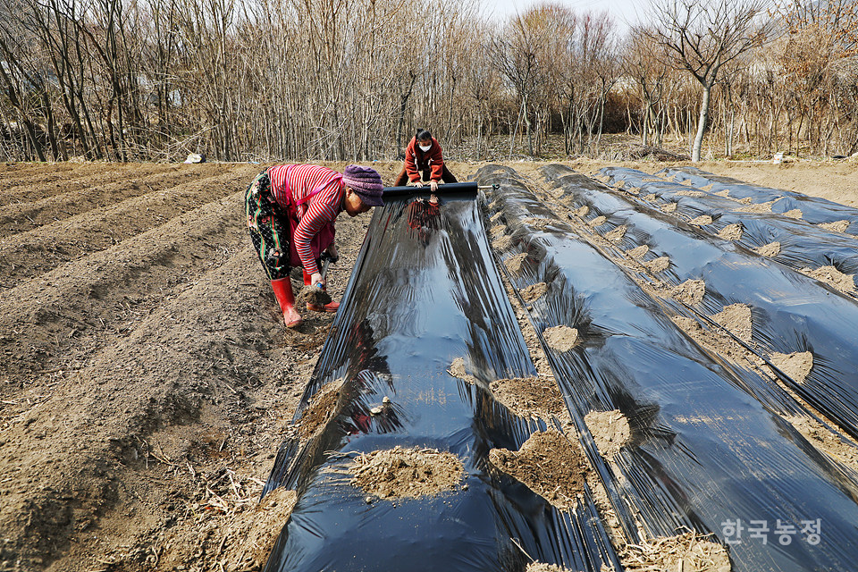 지난 7일 전남 담양군 월산면 화방리의 감자밭에서 여성농민들이 감자를 심은 뒤 비닐을 덮고 있다.