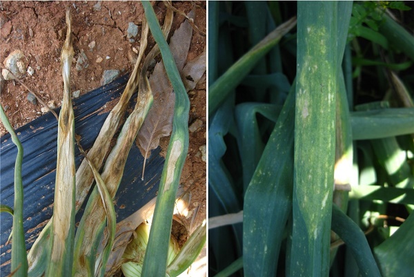 양파 노균병(왼쪽)과 잎마름병 피해 증상. 농촌진흥청 제공