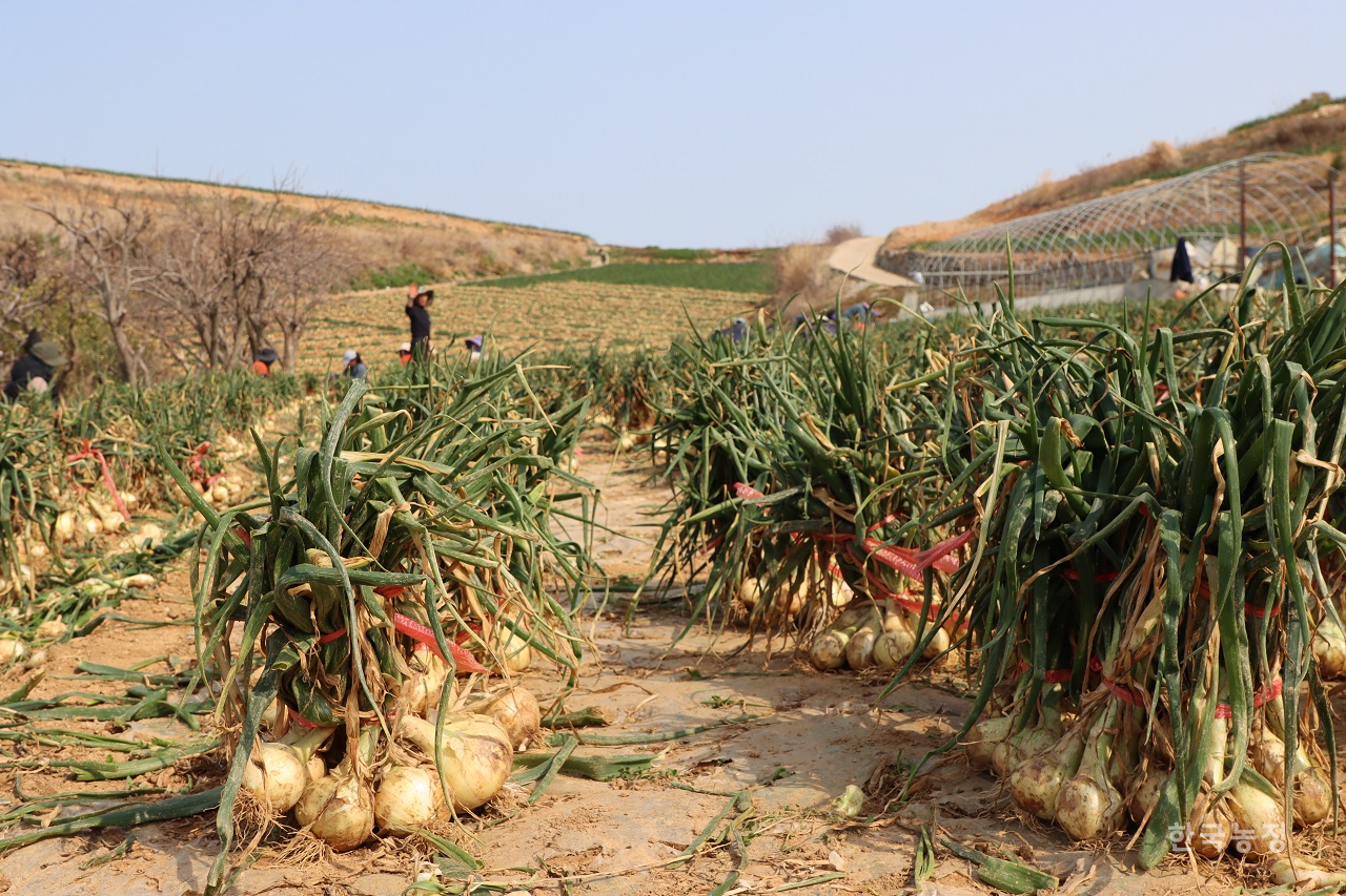 지난달 초 전남 고흥군 금산면 일원의 조생양파 밭에서 수확 작업이 한창 진행되고 있다.