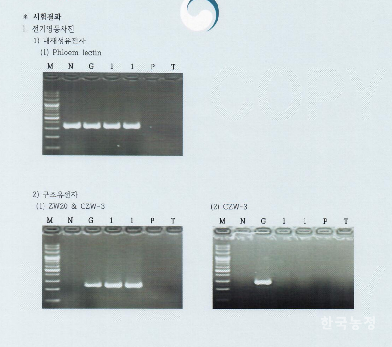 한살림연합 차원에서 진행한 쥬키니호박 성분 검사(PCR 검사) 결과를 보여주는 사진. 하얀색 선이 나타나면 GMO가 검출됐음을 의미하며, GMO가 검출되지 않을 시 아무것도 표시되지 않는다. GMO반대전국행동 제공