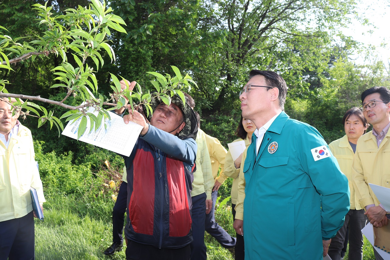 김인중 농식품부 차관이 지난 9일 냉해를 입은 복숭아 과원을 찾아 피해를 확인하고 있다. 농림축산식품부 제공