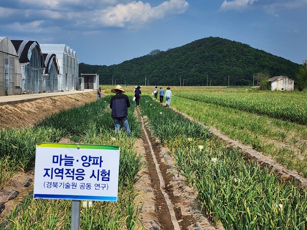 의성군농업기술센터 시험포장에서 마늘과 양파의 지역적응성 시험재배가 이뤄지는 모습. 경북농업기술원 제공