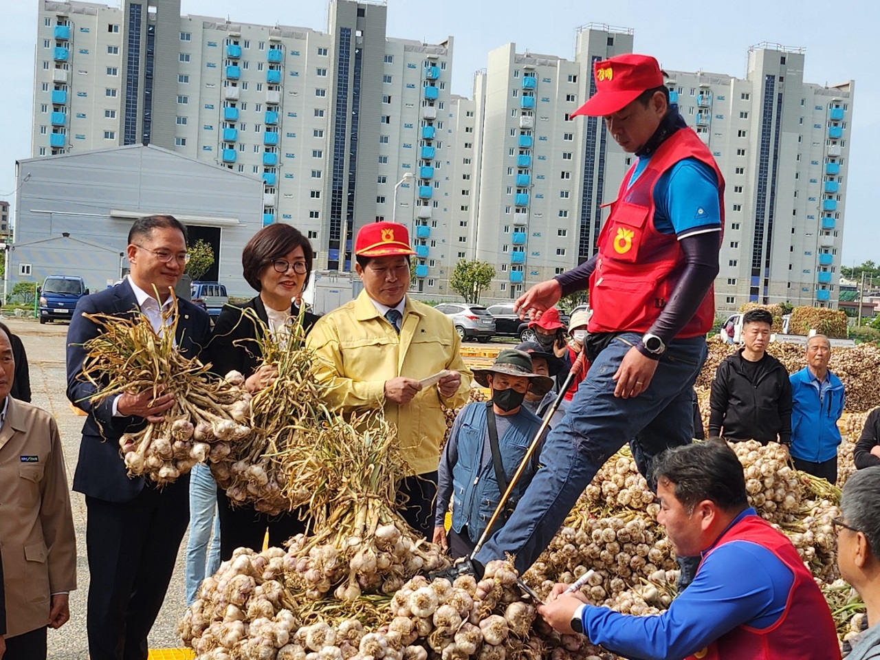 지난 12일 전남 고흥 녹동농협 공판장에서 주대마늘 첫 경매가 이뤄졌다. 농협중앙회 전남지역본부 제공