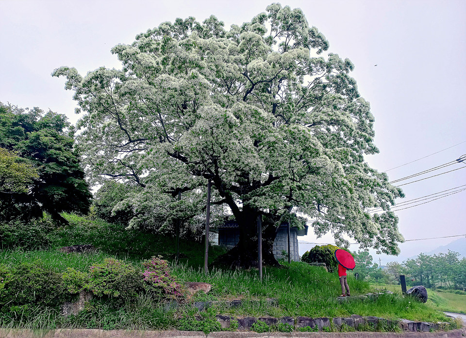 황매산 철쭉이 필 무렵 만개하는 합천 오도리 이팝나무.