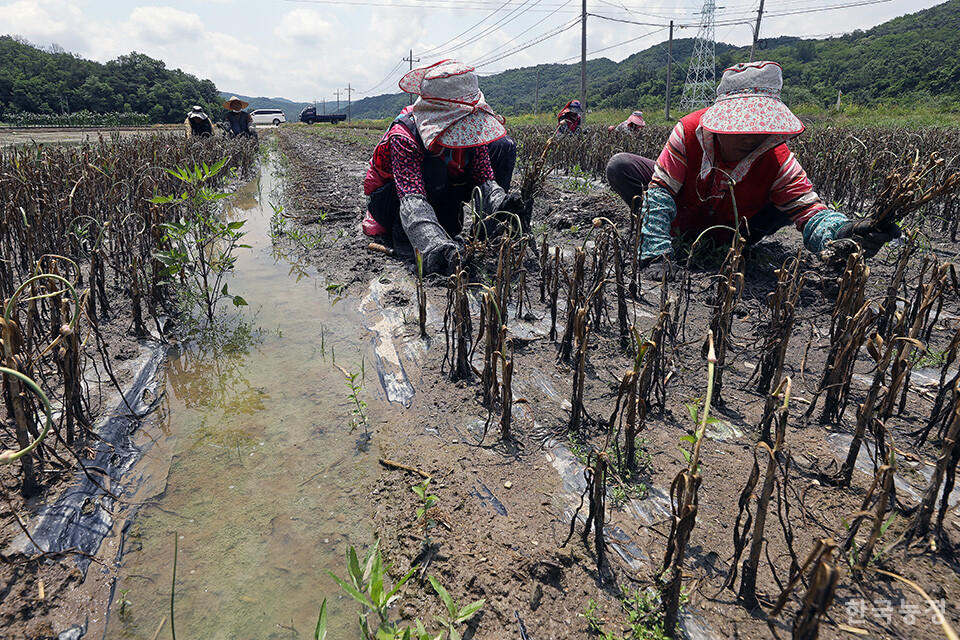 지난 12일 경북 의성군 안평면 도옥리의 물이 덜 빠진 마늘밭에서 농민들이 진흙에 범벅이 된 마늘을 캐고 있다. 