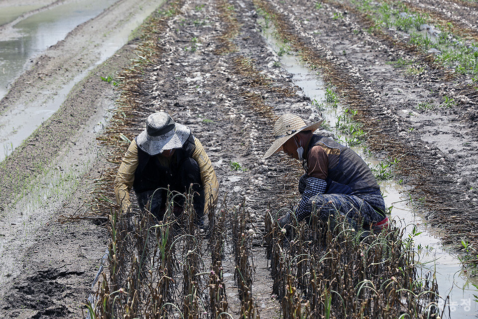 지난 12일 경북 의성군 안평면 도옥리의 물이 덜 빠진 마늘밭에서 농민들이 진흙에 범벅이 된 마늘을 캐고 있다. 