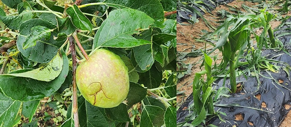 우박 피해를 입은 사과(왼쪽)와 옥수수. 충북농업기술원 제공 