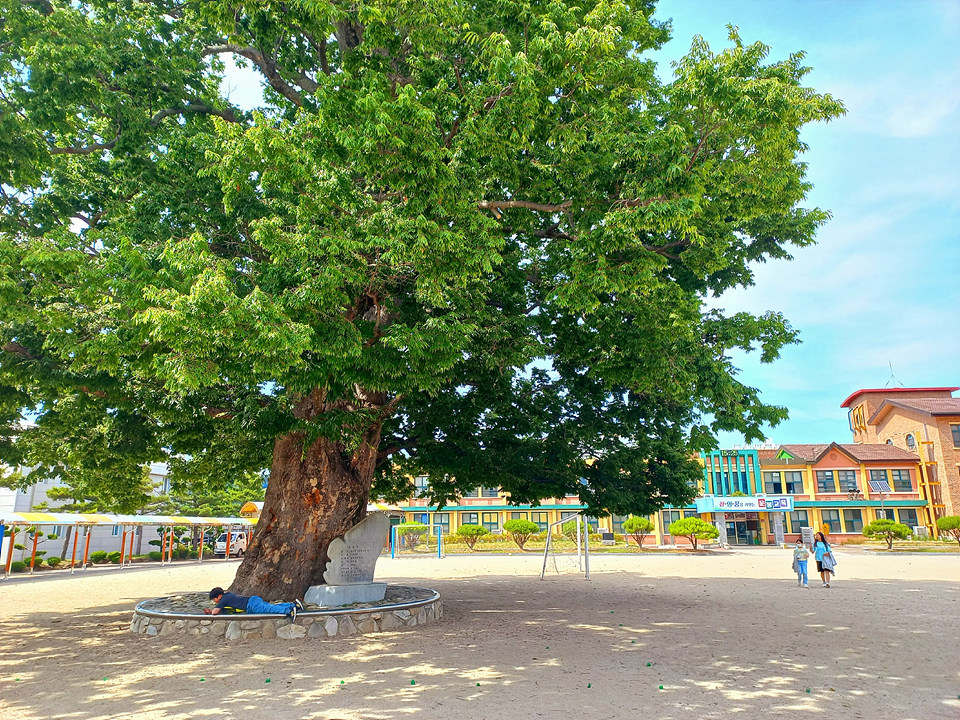 보고만 있어도 흐뭇해지는 운봉초등학교 교정의 느티나무 풍경.