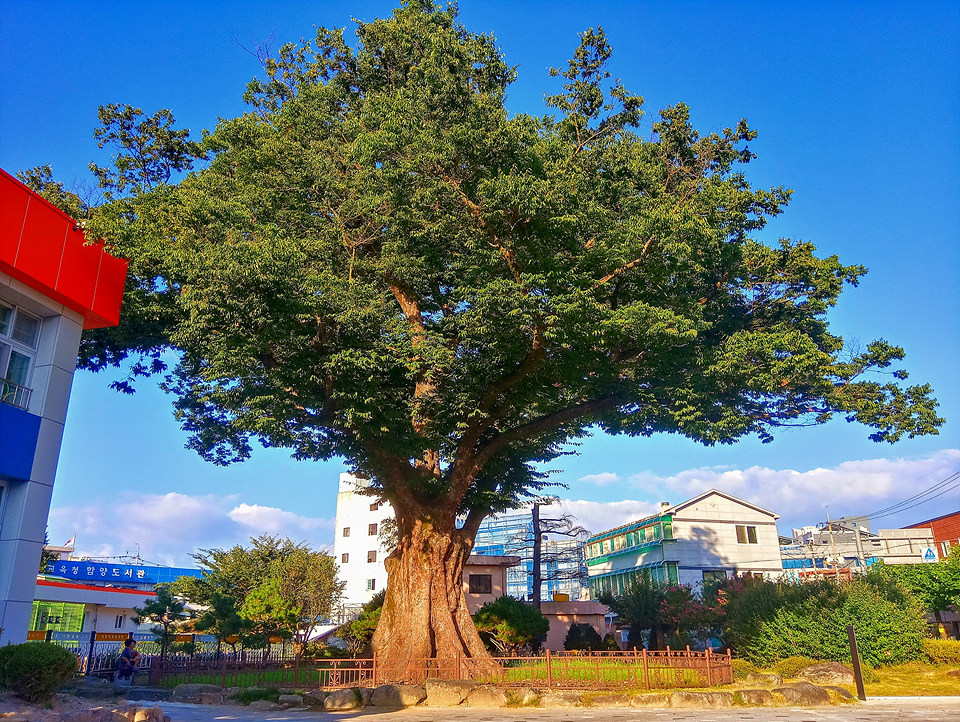 함양초등학교 학사루 느티나무 어르신의 위용.