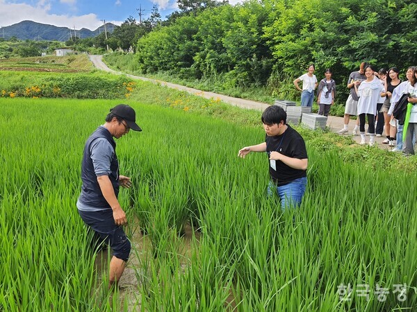 지난 17일 유문철 단양군농민회 사무국장(왼쪽)이 농활대에게 피사리 작업을 설명하고 있다.