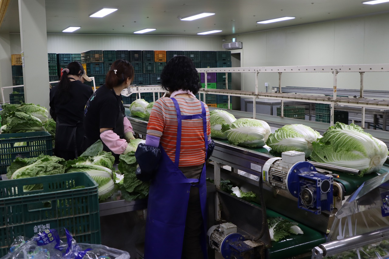 태백농협 농산물유통가공사업소 산지유통센터에서 예냉 과정을 거친 배추를 선별·포장 중이다.