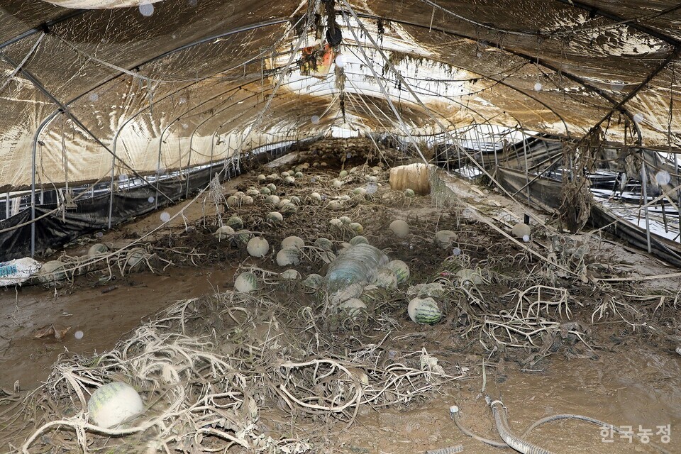 지난달 폭우로 침수 피해를 입은 충남 청양군 청남면 인양리 들녘의 한 시설하우스에 진흙으로 범벅이 된 수박이 널브러져 있다. 한승호 기자