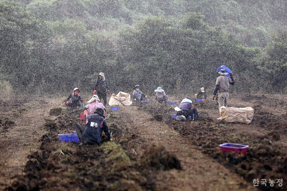 제주 제2공항 건설 예정지인 서귀포시 성산읍의 한 더덕밭에서 농작업에 나선 여성농민들이 지난 22일 갑작스레 쏟아지는 소나기에도 불구하고 더덕을 캐느라 여념이 없다. 한승호 기자 