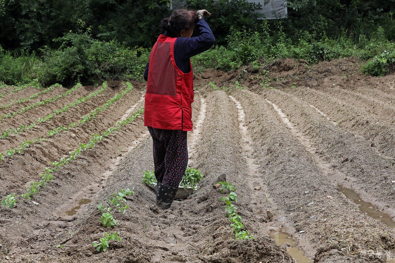 지난 7월 12일 강원 홍천군 영귀미면의 깨밭에서 한 여성농민이 들깨 모종을 심던 중 허리를 펴며 이마에 맺힌 땀을 닦고 있다. 한승호 기자