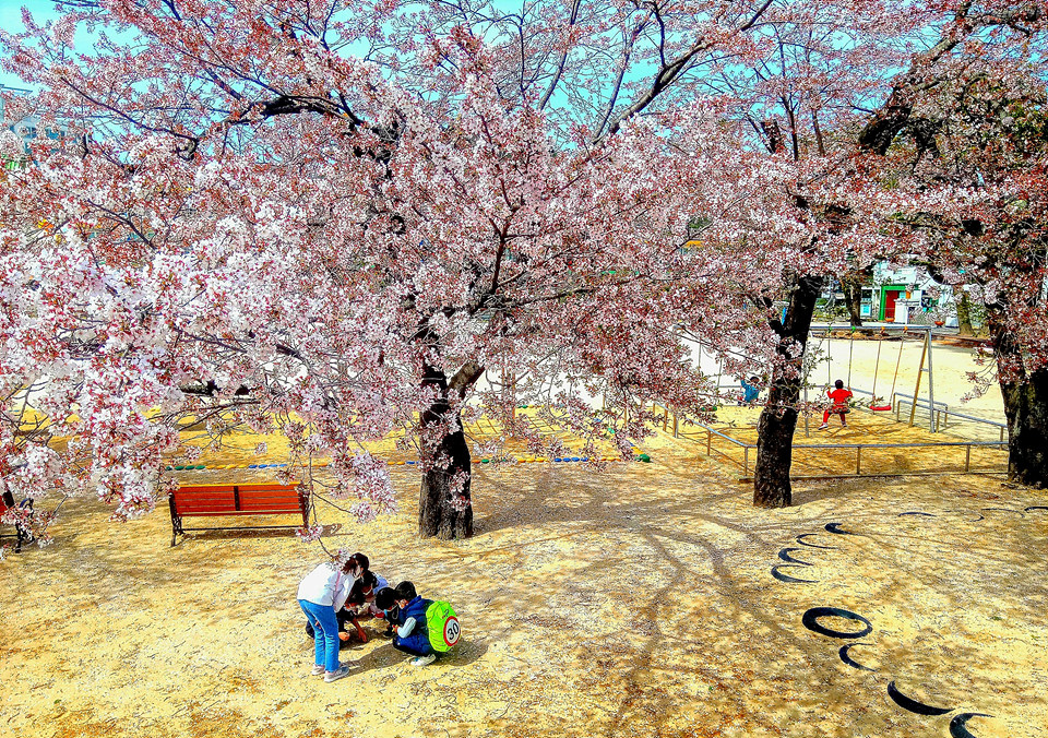 왕벚꽃이 난분분한 산청 신안초등학교 교정.