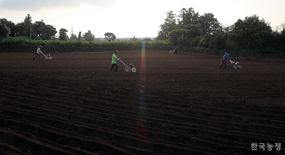 지난 22일 제주도 서귀포시 성산읍의 한 무밭에서 농민들이 오는 11월 말부터 겨우내 수확에 나설 월동무 씨앗을 파종하고 있다. 