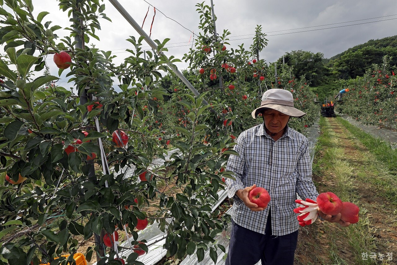 전북 장수군 장수읍 사과농가 고문재씨가 홍로사과를 들어 보이고 있다. 30%가량의 수확량 감소가 일어났고 흠과도 많이 발생했지만 색깔만큼은 빨갛게 익어 가고 있다. 한승호 기자