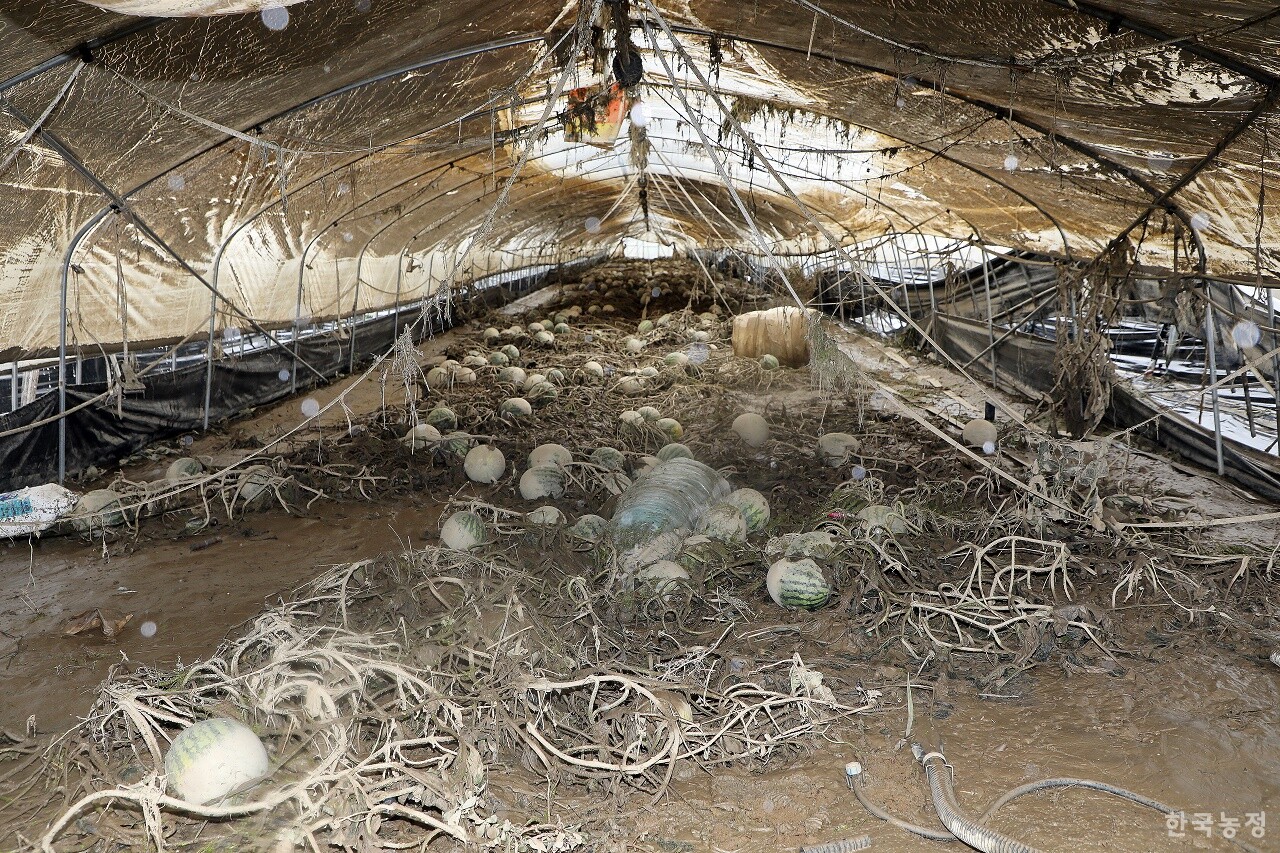 지난 7월 폭우로 침수 피해를 입은 충남 청양군 청남면 인양리 들녘의 한 시설하우스에 출하를 앞둔 수박이 진흙으로 범벅이 된 채 널브러져 있다. 한승호 기자