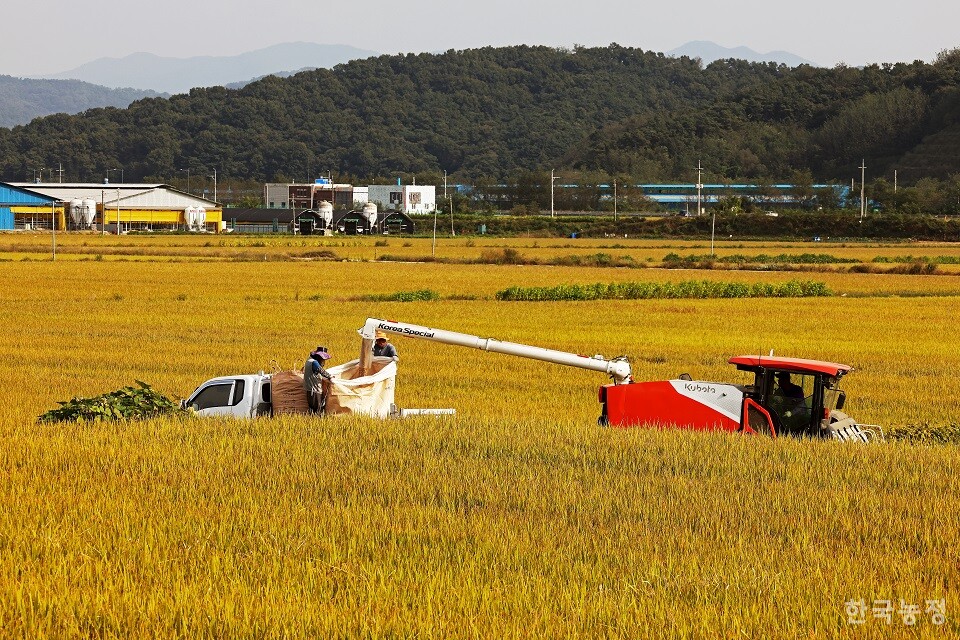 정부는 올해 쌀 생산량이 370만톤 내외가 될 것으로 예상했다. 지난 4일 충북 진천군 초평면 진암리 들녘에서 농민들이 콤바인으로 추수한 나락을 톤백에 담고 있다. 한승호 기자