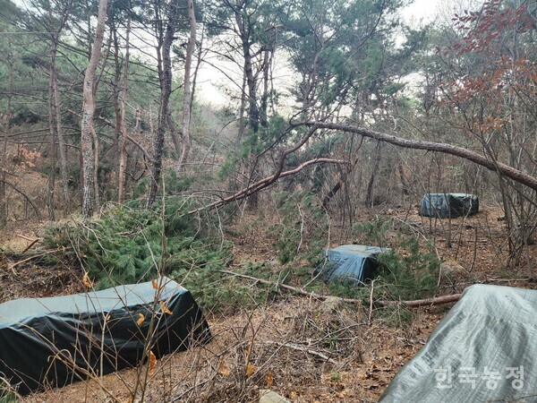 훈증더미와 함께 방치되어 있는 소나무들. 윤미향 국회의원실 제공