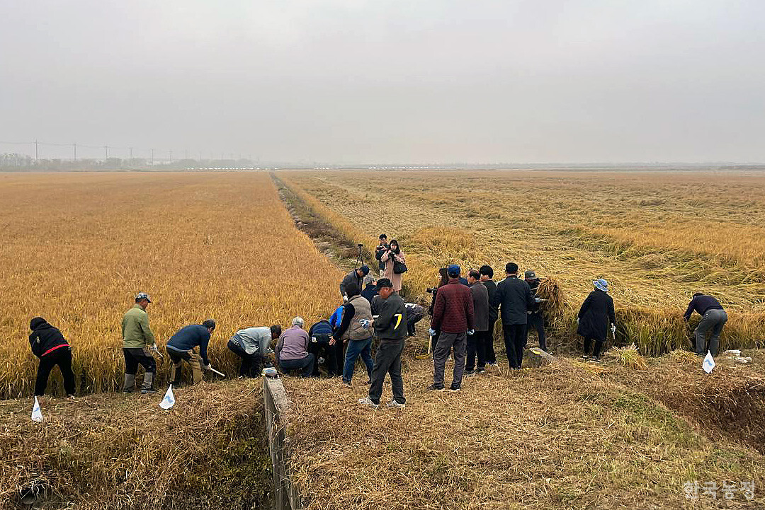 당진시농민회가 지난달 31일 윤석열정권 퇴진 투쟁선포식을 진행한 후 통일쌀 벼베기 행사를 하고 있다.