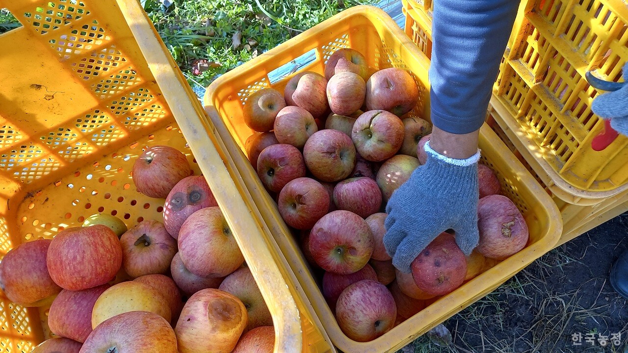 경북 영주 문수면 사과농가 장신덕씨가 우박을 맞아 손상된 사과를 수확해 놓고 들여다 보고 있다. 현장에선 심한 경우 실질 피해율이 80%에 이를 것으로 보고 있다.