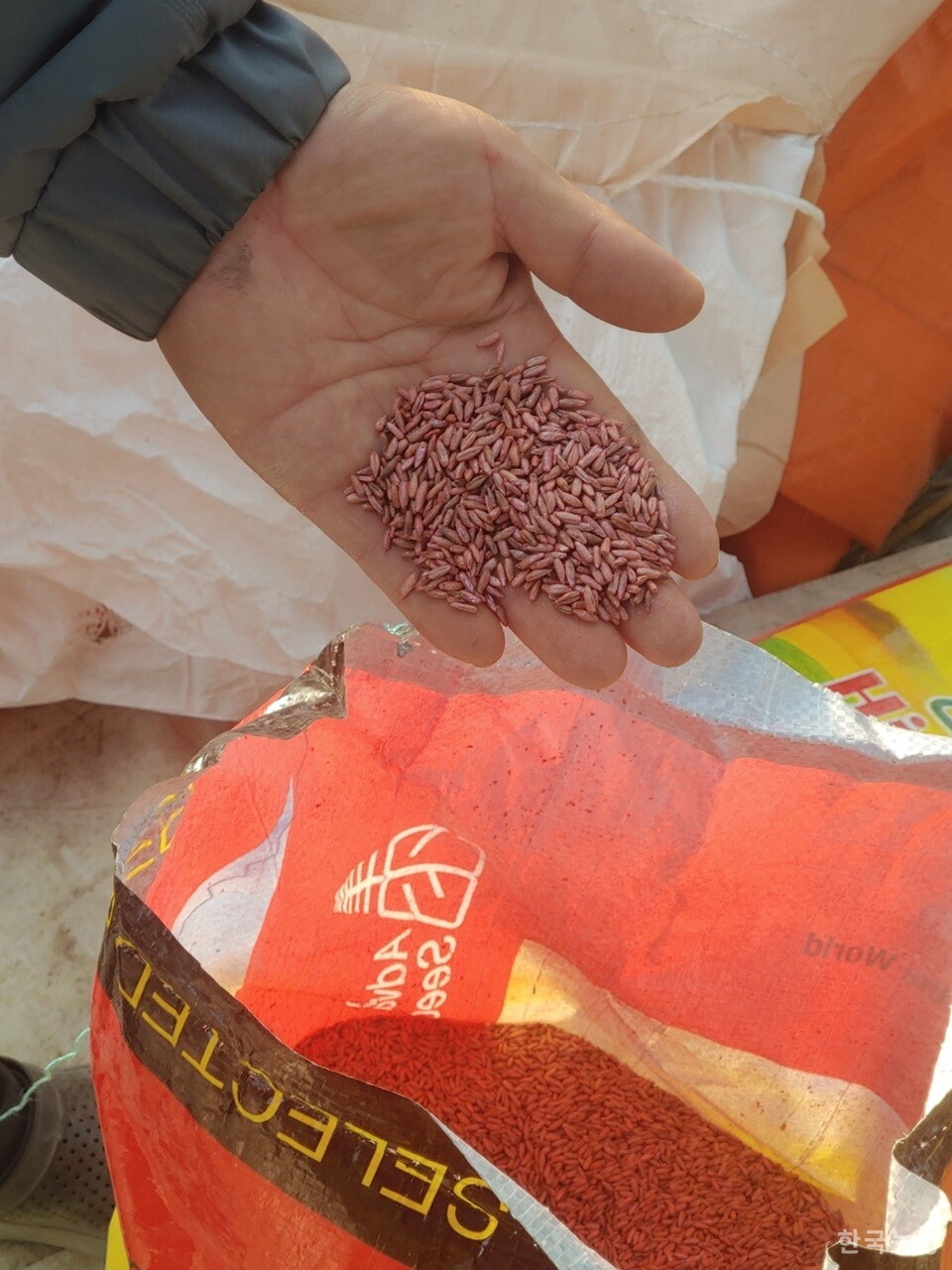 전남지역의 유기농민 A씨가 농림축산식품부 유기농업자재지원사업을 통해 `지원' 받은, 시뻘건 색의 수입 소독종자를 보여주고 있다. 이 종자는 남아공에서 수입된 `윈터그레이저-70' 종자다.