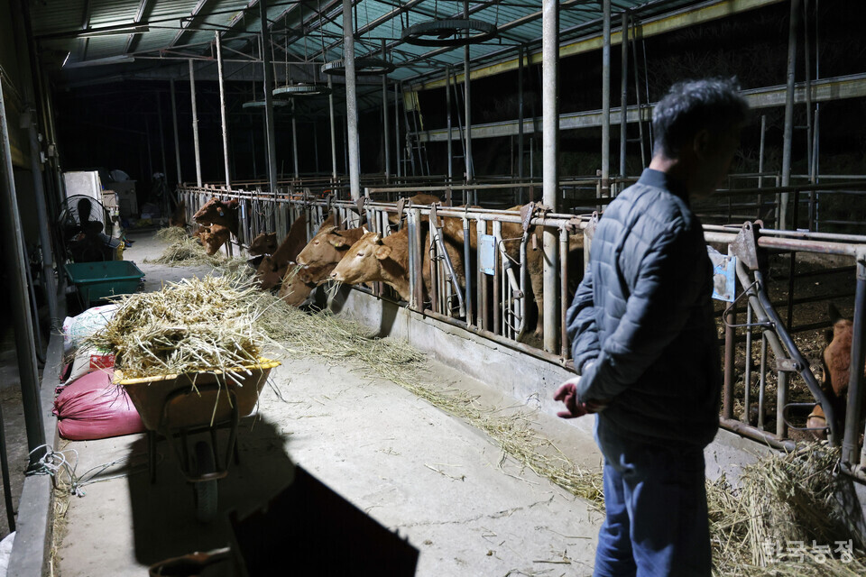 전남 구례군 구례읍 양정마을에서 40두 규모로 한우를 키우고 있는 김일순씨가 지난달 29일 저녁 볏짚과 사료를 먹고 있는 소들을 살피며 한우 사육의 어려움을 토로하고 있다. 한승호 기자