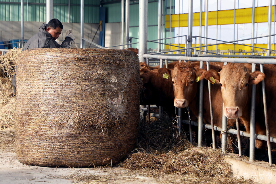 전남 강진군 성전면의 축사에서 한 농민이 소에게 먹이로 줄 볏짚을 풀고 있다. 한승호 기자