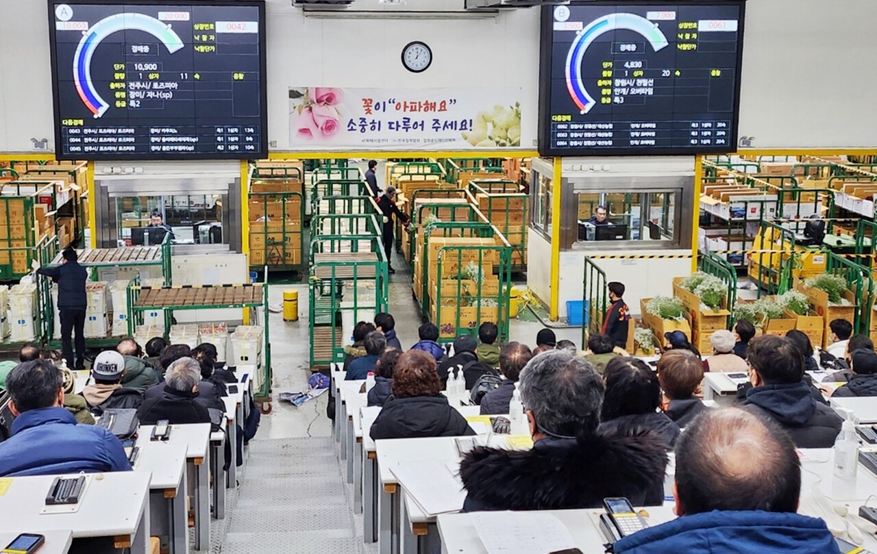 한국농수산식품유통공사 양재꽃시장이 지난 3일 갑진년 새해 첫 장에서 역대 최대 경매실적을 달성했다. 한국농수산식품유통공사 제공