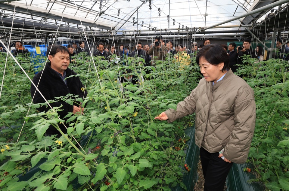 송미령 농림축산식품부 장관이 지난 2일 취임식 이후 충남 부여의 방울토마토 시설재배 농가를 방문했다. 농림축산식품부 제공
