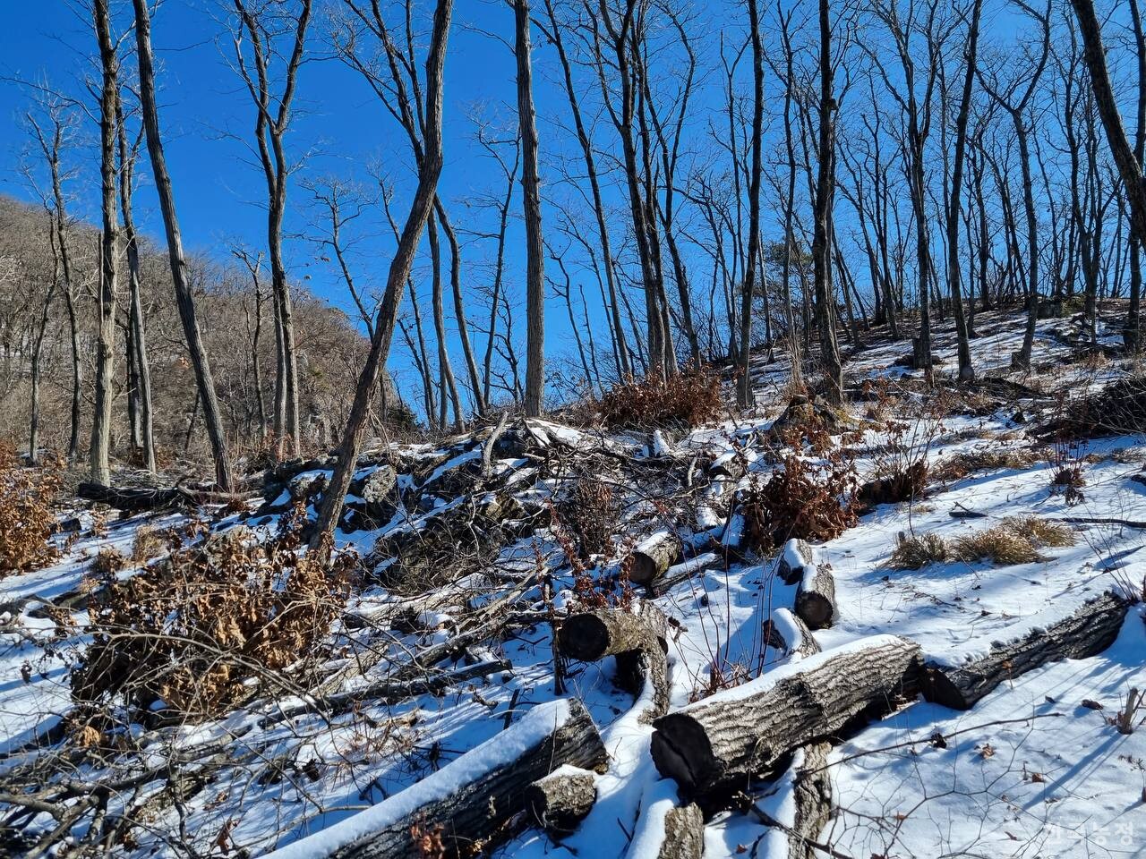 경북 문경시 주흘산의 산림청 '숲가꾸기 사업' 진행 뒤 벌목한 나무들. 기후재난연구소 제공